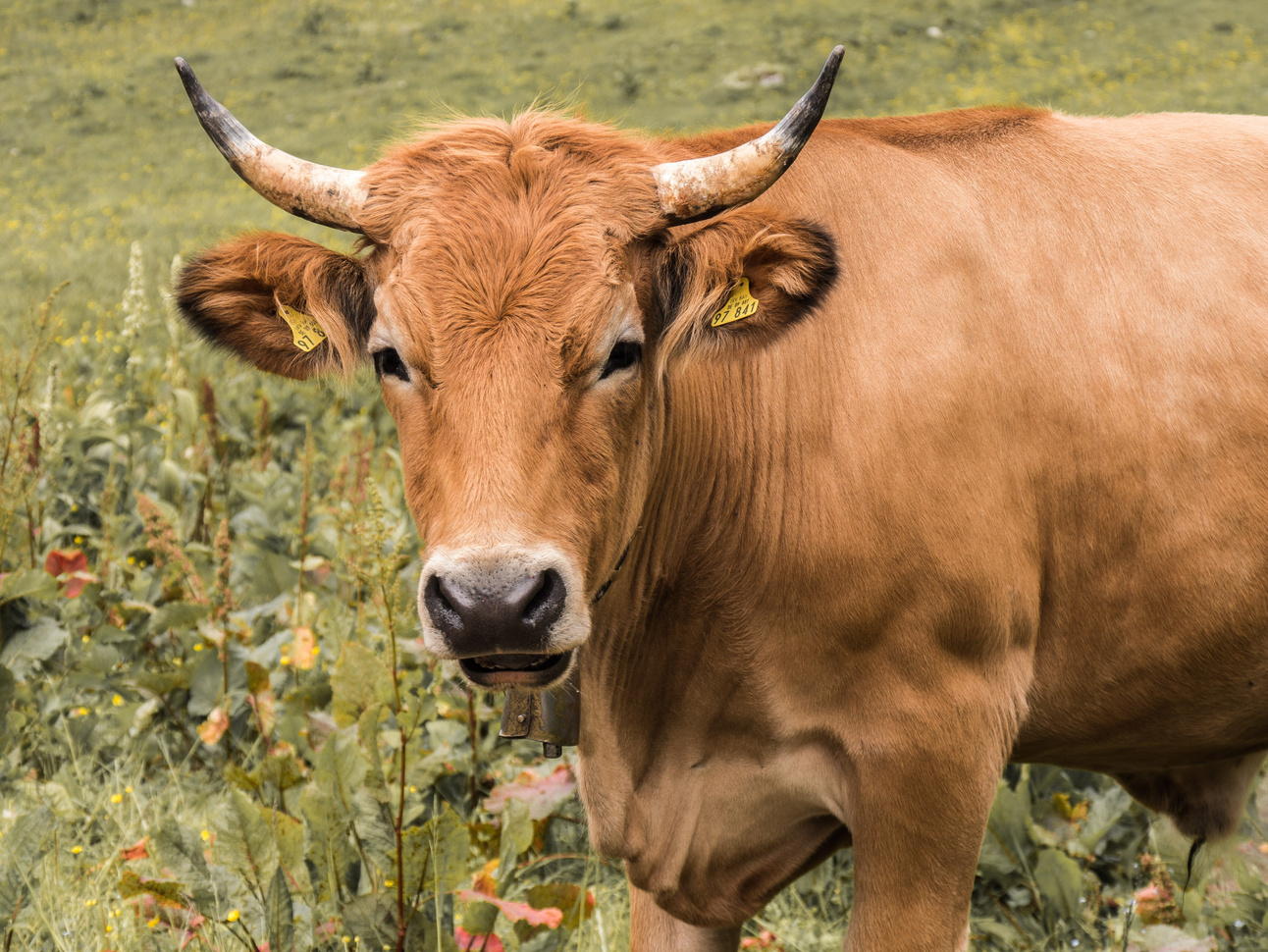 Brown Cow in the Farm